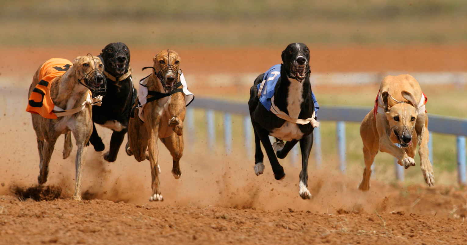 Prohibición total vs. regulación: dilatan votación para abolir carreras de galgos en Chile